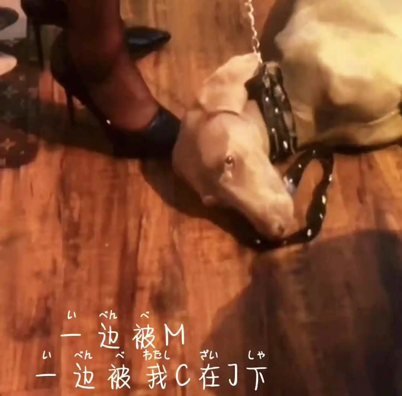 西檬之家k9犬系是什么?你的字母圈属性是K8还是K9? 一
